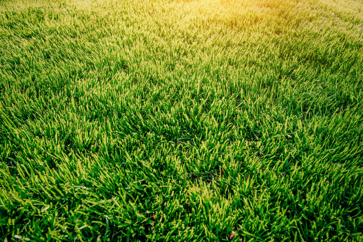 Synthetic Grass